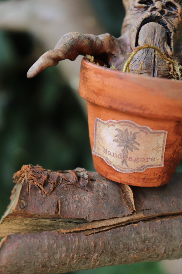 LA MANDRAGORE - WILFRIED – Image 4