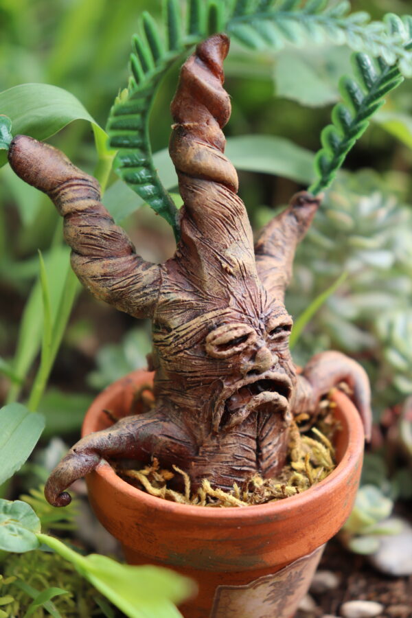 Mandragore venus