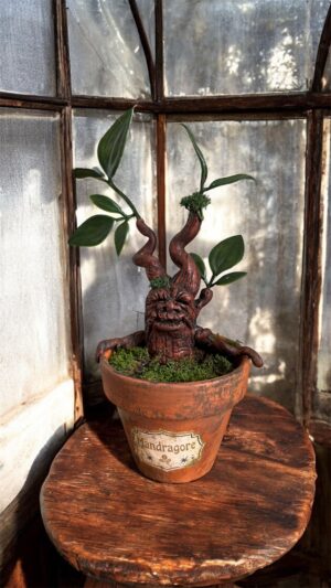 Mandragore / Vieille Racine