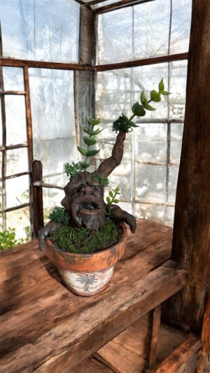 Mandragore / Très vieille Racine