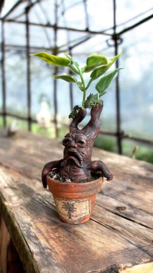 Mandragore / Jeune Pousse