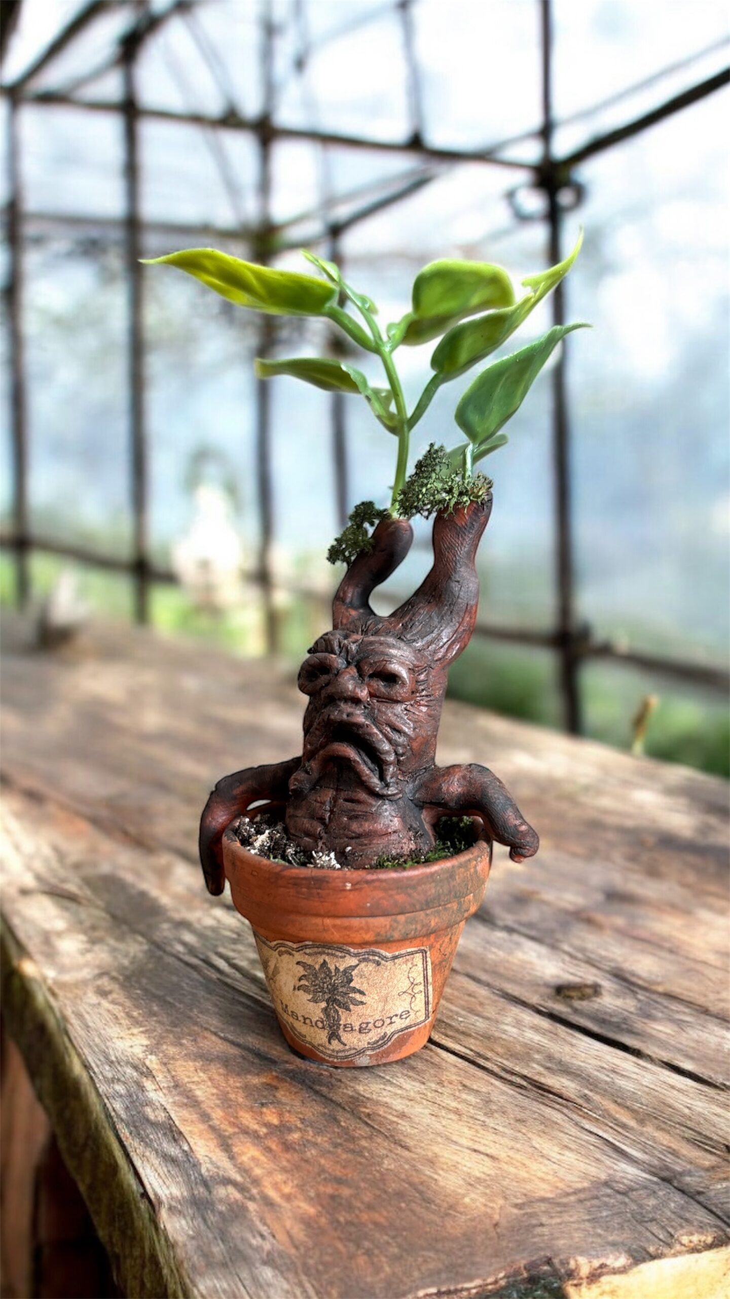 Mandragore / Jeune Pousse